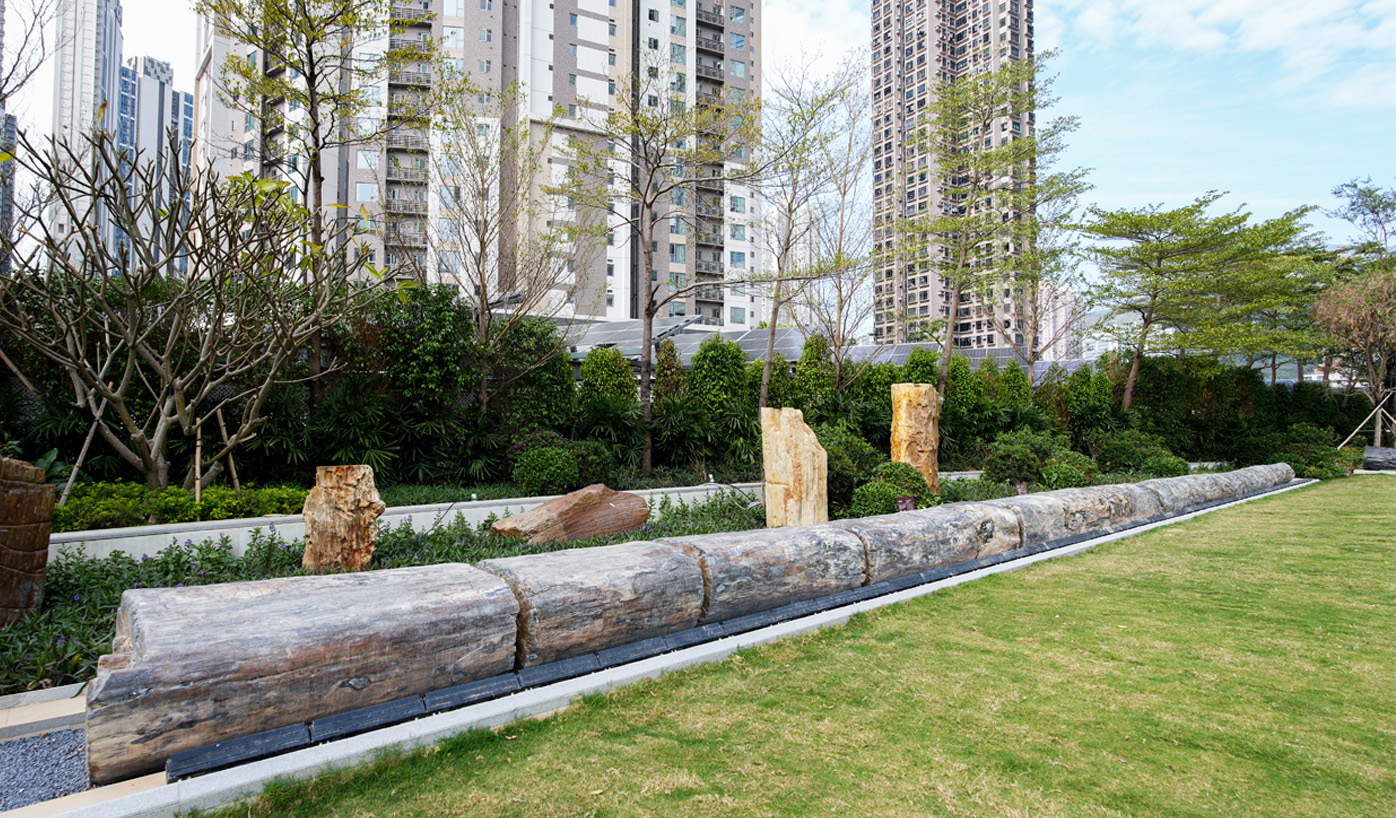 The Urban Park with the Largest Wood Fossil Collection in Asia
