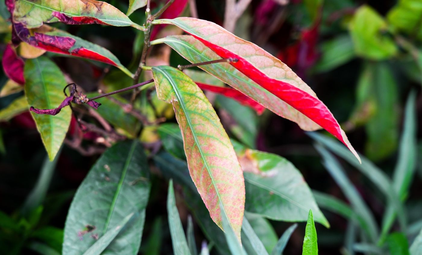 Promoting Biodiversity in Urban Park-4